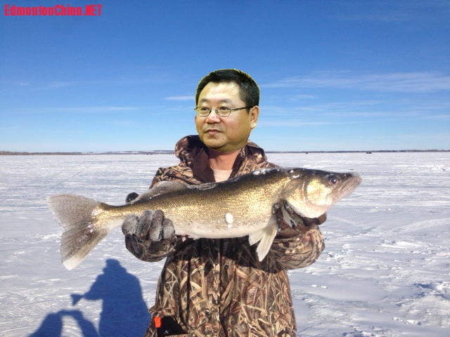 walleye.jpg