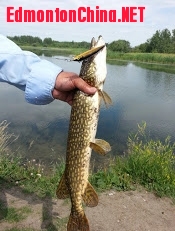 fish  in Lac - 4.jpg