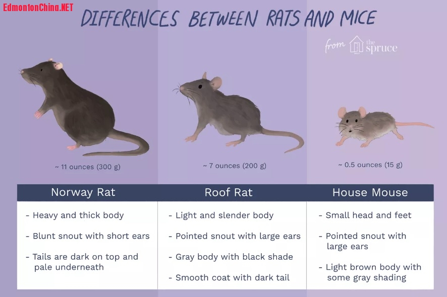 rats and mice .jpg