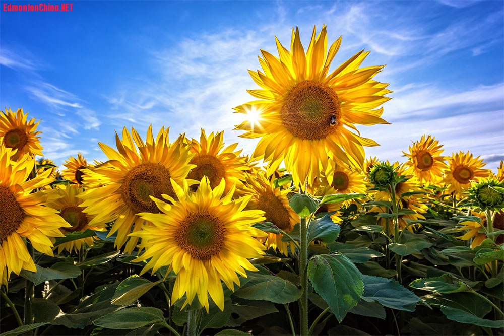 Sunflowers_FULL.jpg